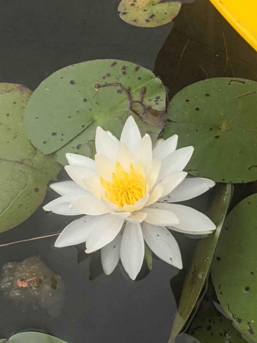 Life after trauma recovery